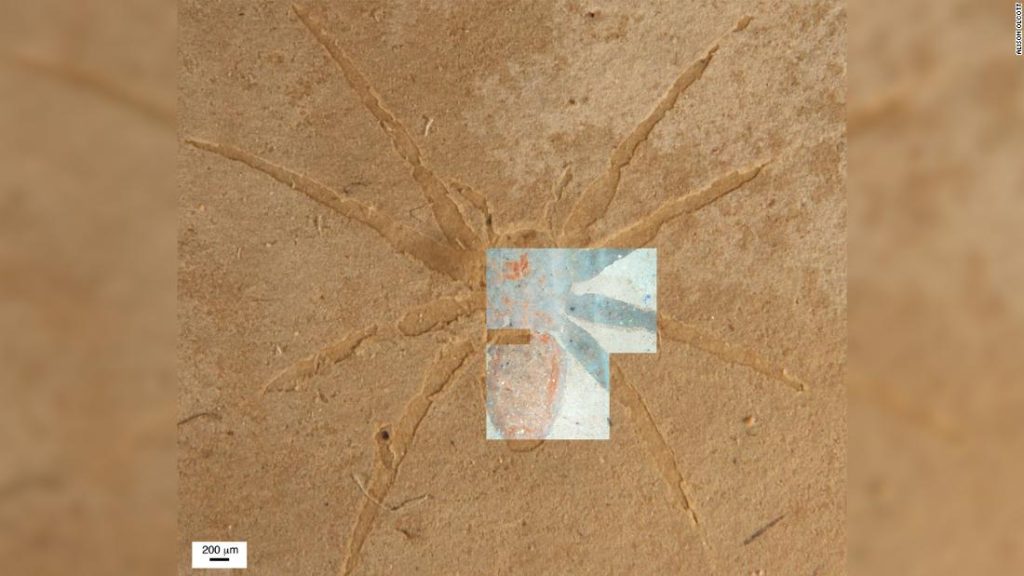 Ilmuwan mengungkap rahasia bagaimana fosil laba-laba terbentuk