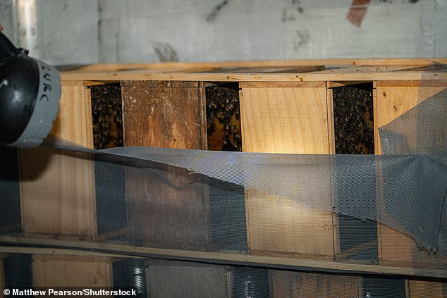 Lampu senter menyala saat peternak lebah memeriksa kondisi lebah yang terdampar.  Sebagian besar lebah mati dalam panas, tetapi beberapa ribu diselamatkan