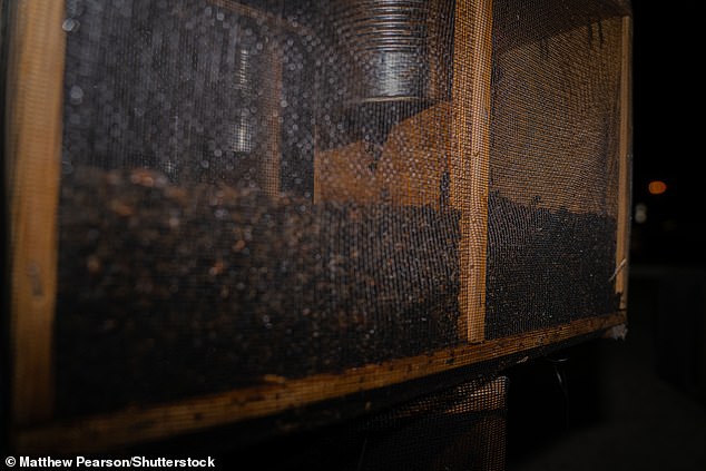 Kandang lebah yang mati kelaparan setelah meninggalkan kotak kargo di bawah terik matahari di Bandara Hartsfield-Jackson Atlanta