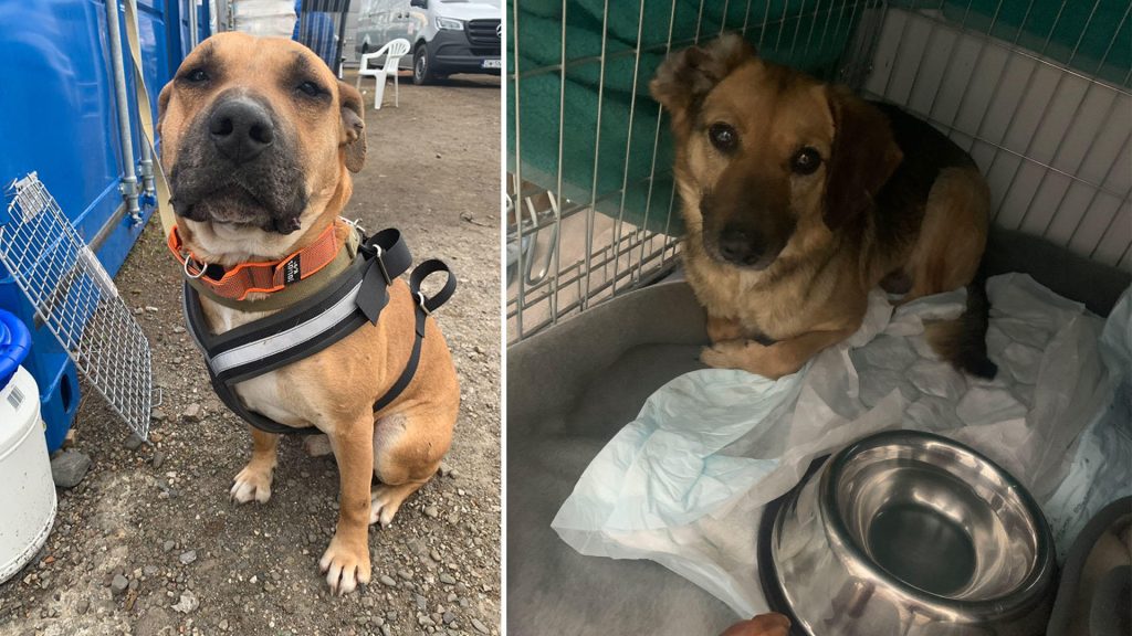Sebuah badan amal hewan mengatakan lebih dari 100 anjing penampungan yang selamat dari kelaparan di Ukraina yang dilanda perang telah pindah ke perbatasan Polandia