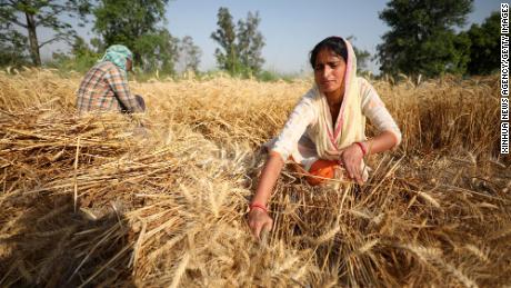 India telah menawarkan untuk membantu memecahkan krisis pangan global.  Inilah alasan penurunannya