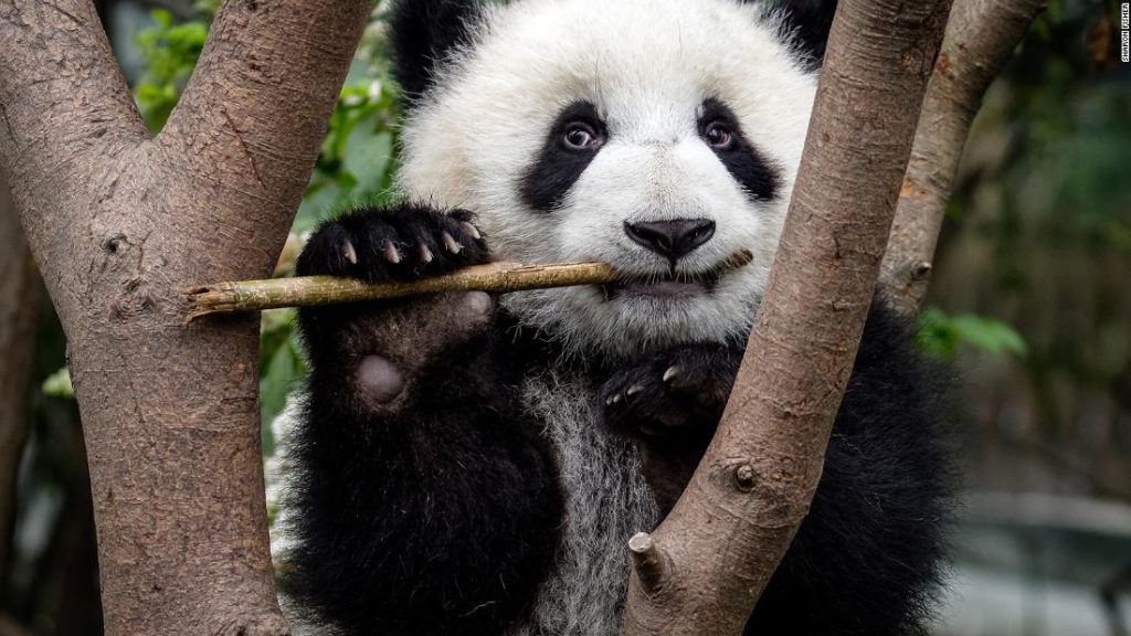 Panda mengembangkan fitur mereka yang paling membingungkan setidaknya 6 juta tahun yang lalu