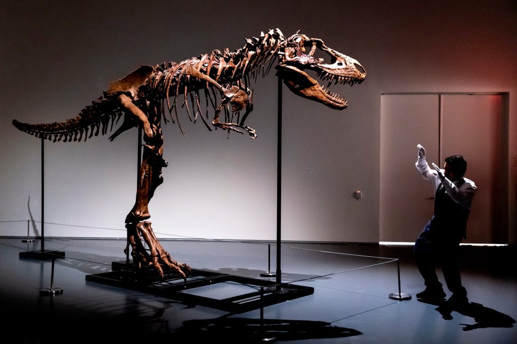 Seorang karyawan Sotheby's New York menunjukkan ukuran kerangka Gorgosaurus, yang pertama dilelang.
