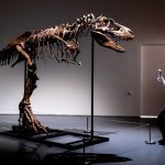 Kerangka gorgosaurus berusia 76 juta tahun akan dilelang
