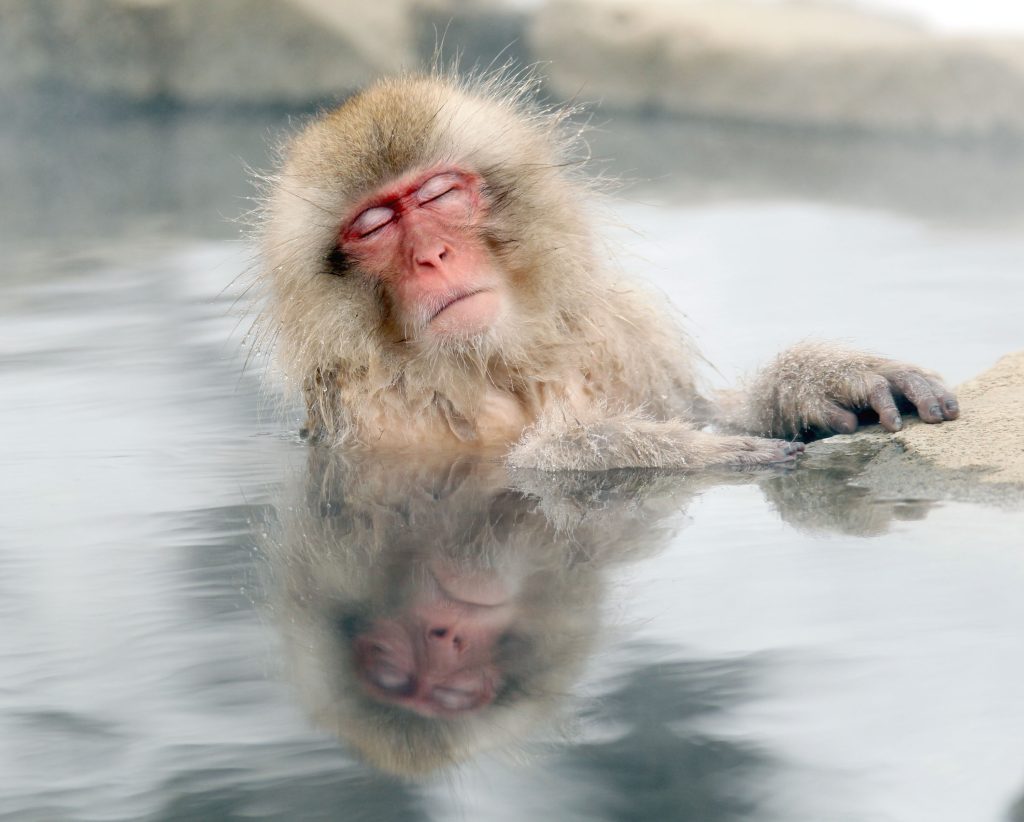 Sebuah kota di Jepang diserang oleh monyet-monyet yang kejam: mereka sangat pintar