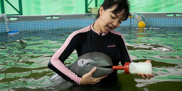 Relawan Thibonyar Thipguntar memberi makan bayi lumba-lumba yang disebut Paradon dengan susu di Pusat Penelitian dan Pengembangan Sumber Daya Laut dan Pesisir di provinsi Rayong timur Thailand, Jumat, 26 Agustus 2022. 