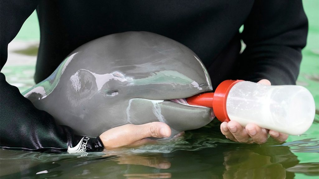 Lumba-lumba yang sakit dengan peluang 'rendah' ​​untuk bertahan hidup dirawat sampai pulih di Thailand.
