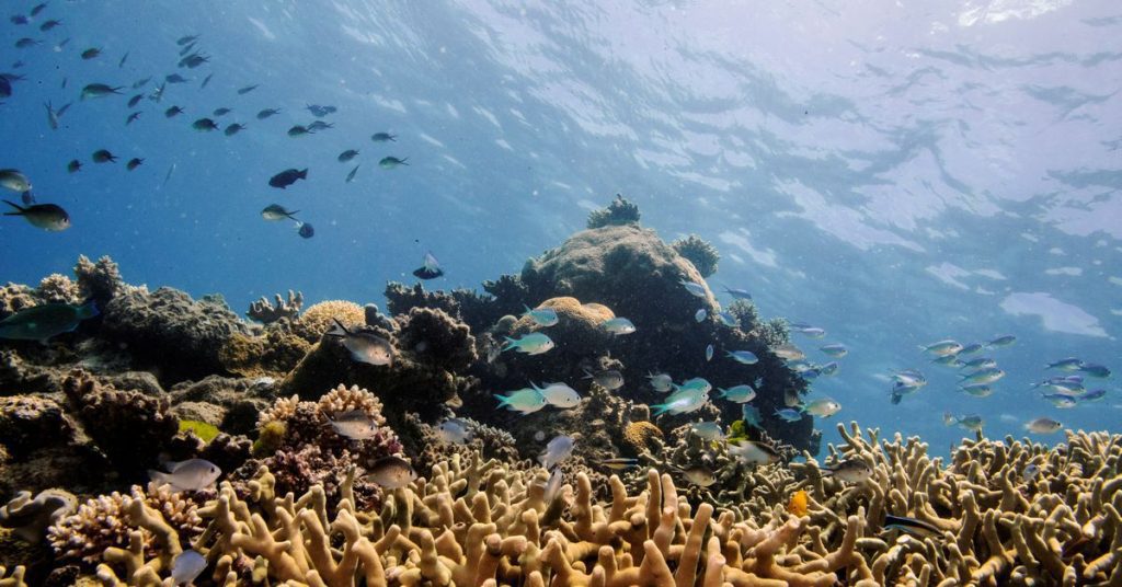 Bagian dari Great Barrier Reef Australia menunjukkan tutupan karang tertinggi dalam 36 tahun