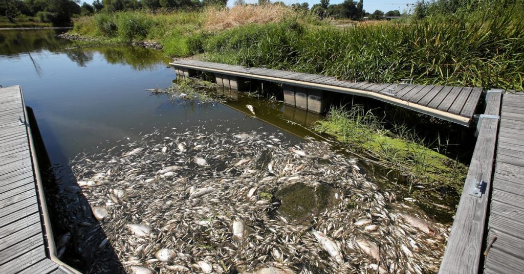 Jerman dan Polandia mencari penyebab kematian massal ikan di Sungai Oder