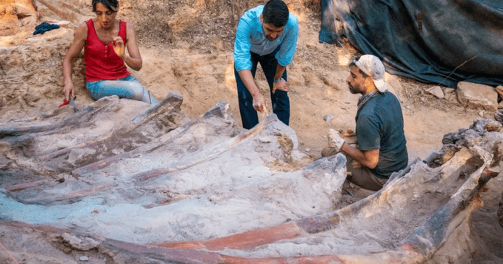Kerangka dinosaurus sepanjang 82 kaki ditemukan di halaman belakang seorang pria di Portugal.  Ini bisa menjadi yang terbesar yang pernah ada di Eropa.