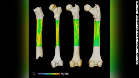 Gambar ini menunjukkan peta kontras ketebalan tulang paha (kiri ke kanan) dari Sahelanthropus, manusia yang masih ada, dan simpanse dan gorila (di tampilan belakang). 