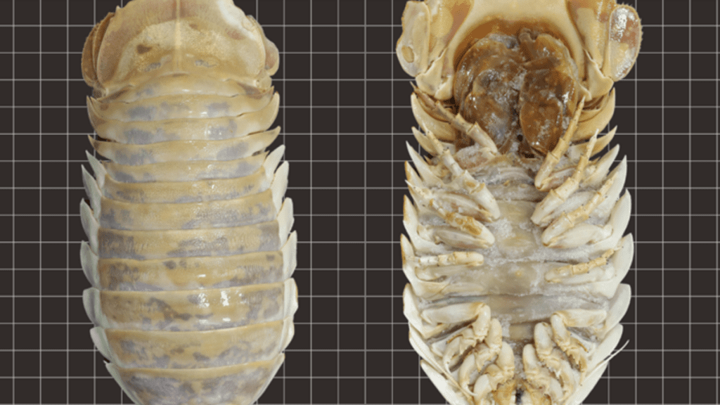 Seekor serangga laut dalam yang besar - Er, Isopod - telah ditemukan di Teluk Meksiko