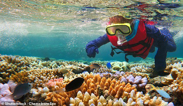 Seorang pria Bundaberg menemukan berlian senilai $100.000 saat snorkeling di kapal pesiar 10 tahun yang lalu, tetapi mengungkapkan bagaimana dia akan menyerahkannya jika dia menemukan pemiliknya yang sah (foto tersimpan)