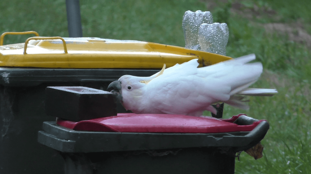 Manusia dan burung beo dalam "perlombaan senjata" memperebutkan sampah di Sydney