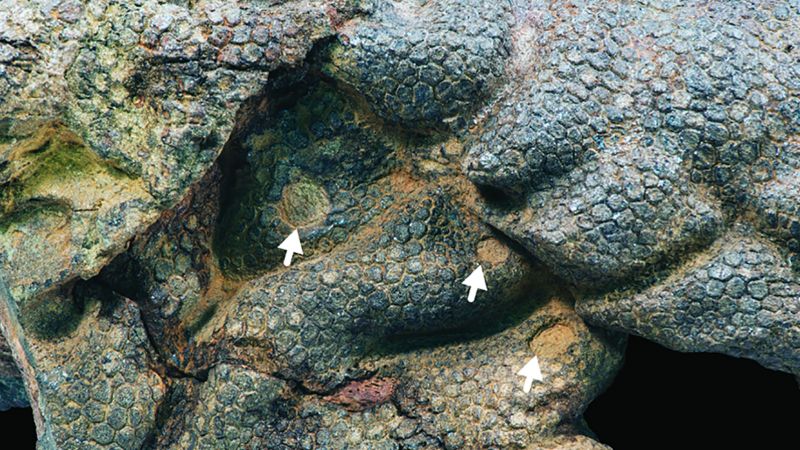 Kulit dinosaurus mumi berderit oleh buaya purba
