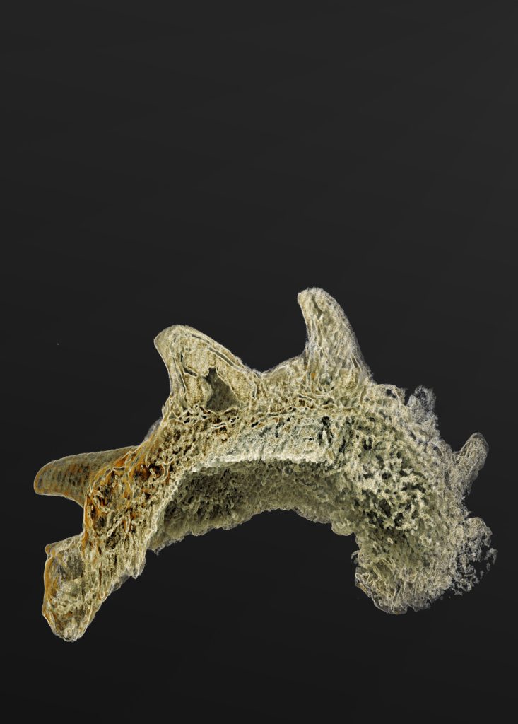 Un diente fósil de 439 millones de años desafía las opiniones tradicionales sobre la evolución