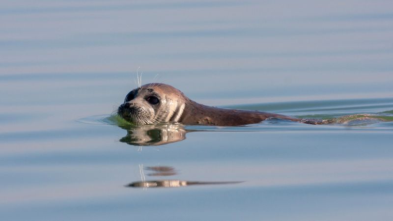 Kematian anjing laut Kaspia: Ribuan anjing laut mati telah terdampar di Dagestan, Rusia