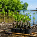 Ascott Indonesia Perkuat Pelestarian Mangrove Melalui Aksi Penanaman Bersama
